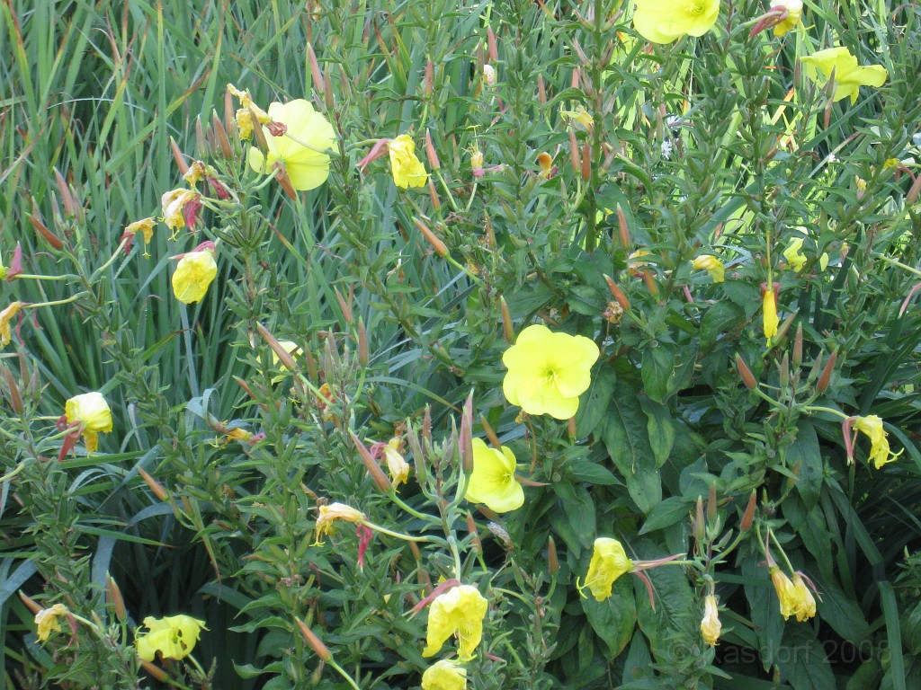 Michigans West Coast 2009 0405.jpg - Labor Day 2009. A trip along Michigans west coast to see beachs, art and buffets.